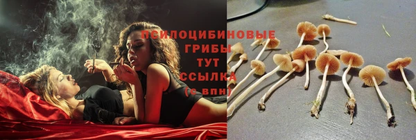 сатива Горняк